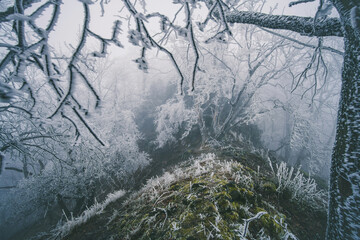 Winter frozen forest and landscape