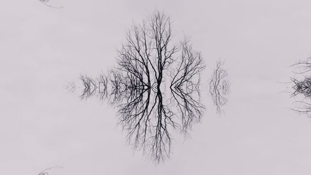 Bird flying over the tree. Abstract art, nature background. Rorschach test, empty scene with negative space. Branches in the sky, reflected in the water. Serene, scary scenery. Foggy forest scene.