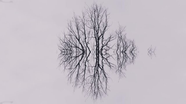 Psychology symbol, creepy trees. Misty, fantasy lake scene. Dead tree reflected in water. Dark, depressing scene. Scary forest on a foggy day. Beautiful, minimalistic natural landscape, symmetry.