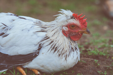 Young cream crested legbar chicken browsing outdoors in the garden, toned, selective focus