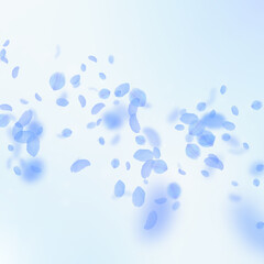 Dark blue flower petals falling down. Fair romanti