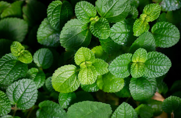 Natural background of fresh spearmint leaves in the garden. Organic fresh herb.