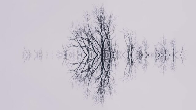 Scary, dead forest reflection in a misty lake. Fantasy, foggy scene. Nature without people. Silhouette of trees, mysterious scenery. Abstract background, psychology and poetry.