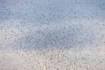 PINZON REAL - BRAMBLINGS (Fringilla montifringilla)