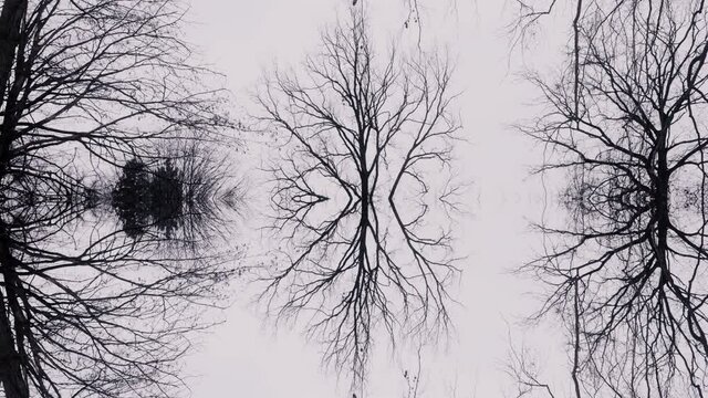 Scary dead trees reflecting in water. Black and white scene, abstract nature background. Horror forest, foggy dark landscape. Nature during winter.