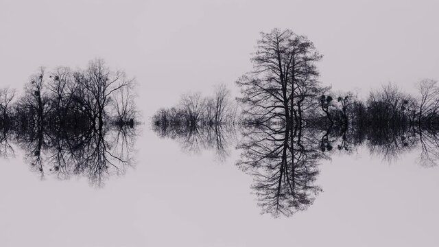 Scary, dead forest scene. Black trees reflected in water, misty, foggy lake scenery. Death and fear concept, depressing, sad scenery. Environmental problems, dying nature.