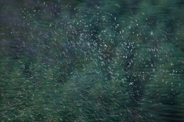 PINZON REAL - BRAMBLINGS (Fringilla montifringilla)