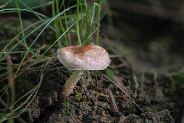 The Fatal Dapperling (Lepiota subincarnata) is a deadly poisonous mushroom