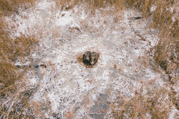 Wild forest pig resting during day
