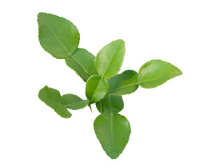 Fototapeta premium Kaffir lime leaves on a white background .