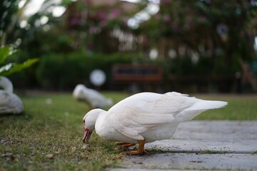 white duck in the park, white duck in the rain