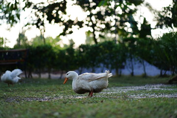 white duck in the park, white duck in the rain