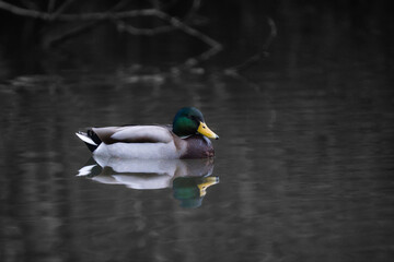 Obraz premium Duck swimming on pond with reflection on the water