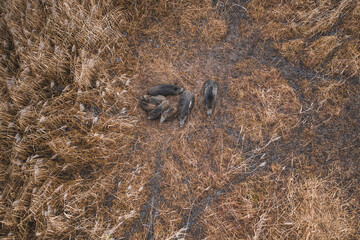Wild forest pig resting during day