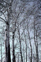 trees in the park are covered with snow in winter