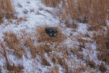 Wild forest pig resting during day
