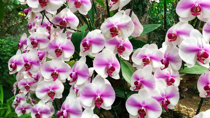 Pink Phalaenopsis or Moth dendrobium Orchid flower in winter or spring day tropical garden Floral background.