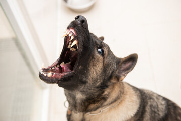 Aggressive German shepherd attack and shows dangerous teeth.Best friend and guard concept