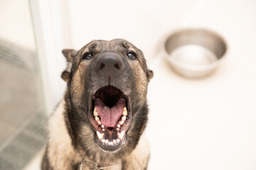 Adorable German shepherd shows us his open mouth while looking at the camera.Best friend concept
