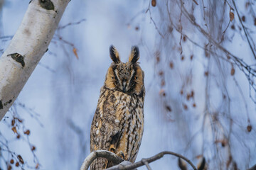 Asio otus long eared owl in wild nature