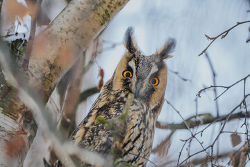 Asio otus long eared owl in wild nature