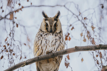 Asio otus long eared owl in wild nature