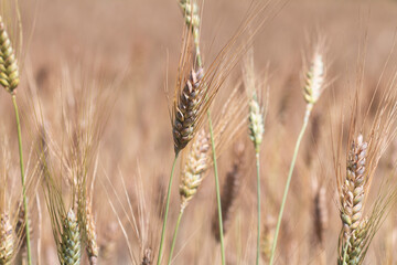 Wheat ears in the field