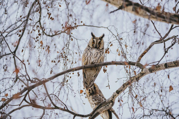 Asio otus long eared owl in wild nature