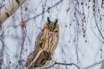 Asio otus long eared owl in wild nature