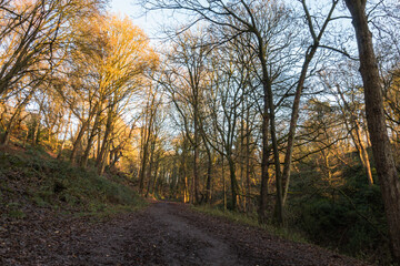 Dimmingsdale Valley & Furnace Forest Walks