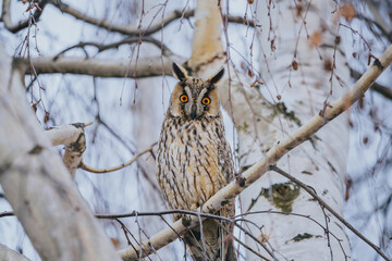 Asio otus long eared owl in wild nature