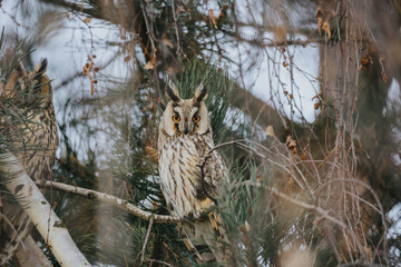 Asio otus long eared owl in wild nature