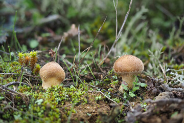 The Lycoperdon lambinonii is an inedible mushroom