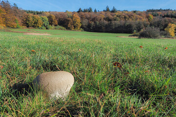 The Lycoperdon utriforme is an edible mushroom