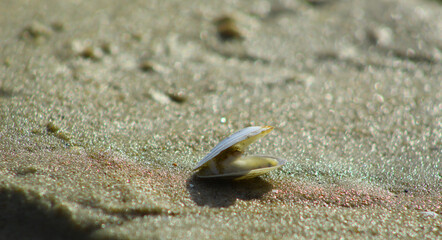Małe muszelki na piaszczystej plaży nad Bałtykiem © Gosiak