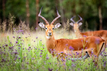 Inquisitive Impala rams in a meadow of flowers
