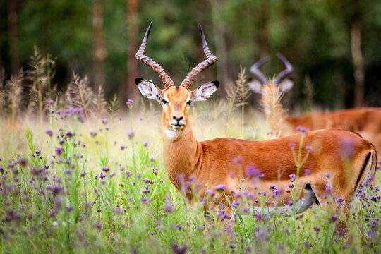 Inquisitive Impala rams in a meadow of flowers