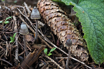 The Mycena amicta is an inedible mushroom
