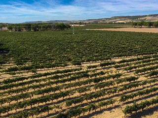 VID PARRA CULTIVOS RIBERA DUERO