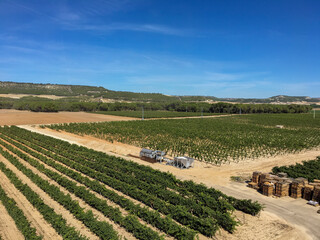 VID PARRA CULTIVOS RIBERA DUERO