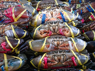 Close-up Bunch of Fresh Sea Crabs Tied with Colorful Ropes for Sale at Market Stall