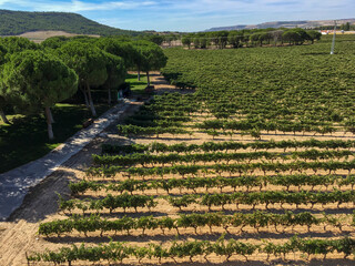 VID PARRA CULTIVOS RIBERA DUERO