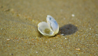 Małe muszelki na piaszczystej plaży nad Bałtykiem © Gosiak