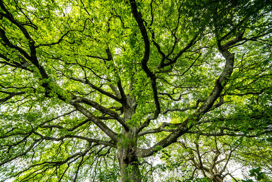 Large ancient british oaktree 
