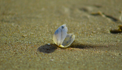 Małe muszelki na piaszczystej plaży nad Bałtykiem © Gosiak