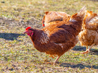 brown hen in the garden