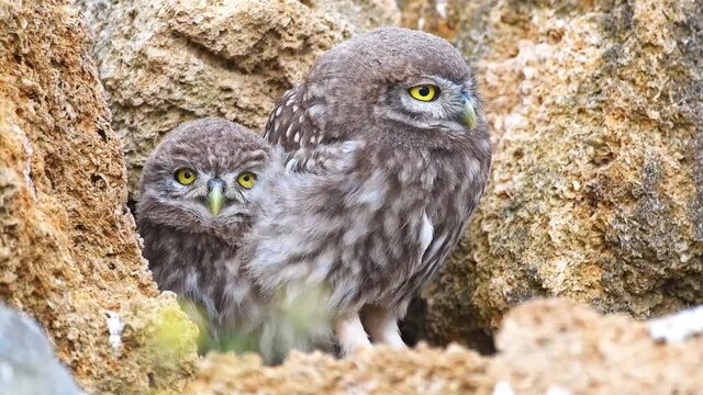 Two young little owl (Athene noctua) near his burrow