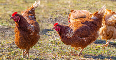 brown hen in the garden