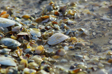 Małe muszelki na piaszczystej plaży nad Bałtykiem © Gosiak