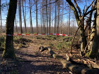 Absperrung im Wald wegen Baumfällung